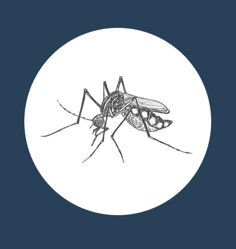 Mosquito